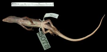 Media type: image;   Herpetology R-15078 Aspect: ventral
